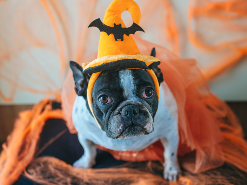 Most Adorable Halloween Pet Costumes from Chewy.com